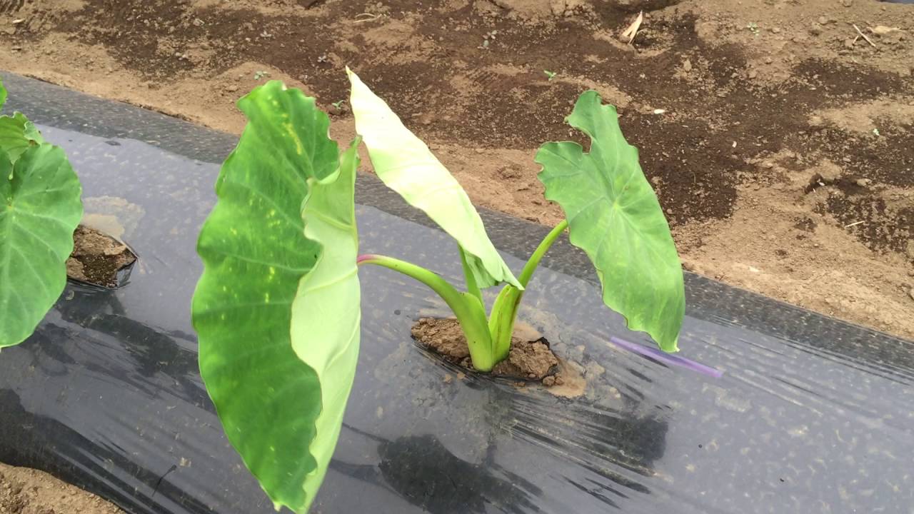 埼玉県三芳町の無肥料自然栽培農家 明石農園の里芋 土垂 16年5月25日 Youtube 埼玉県三芳町の無肥料自然栽培農家 明石農園の里芋 土垂 16年5月25日 Youtube