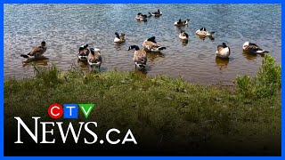 Geese crowd out Dartmouth beach
