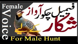 Ayam hutan Chukar | Berburu | Suara Chakor Wanita | Chakor Made Awaz | Pengaturan Burung Chukar Urdu/Hindi