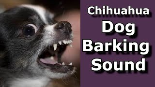 Chihuahua Dog Barking