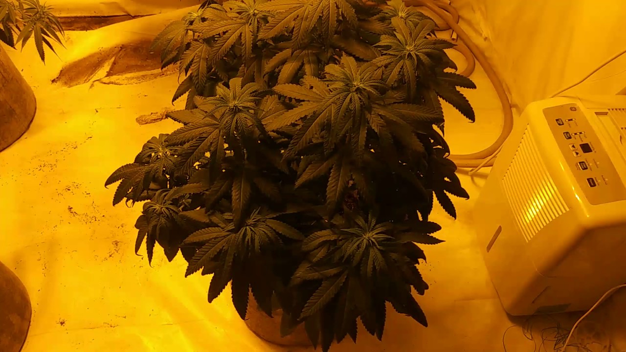 Indoor grow room 1000 watt hps grow