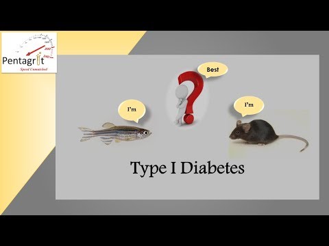 zebrafish-typei-diabetes--pentagrit-webinar