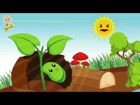 Truyện Chú đỗ con