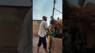 Bargota. Semana de la Brujería 2025