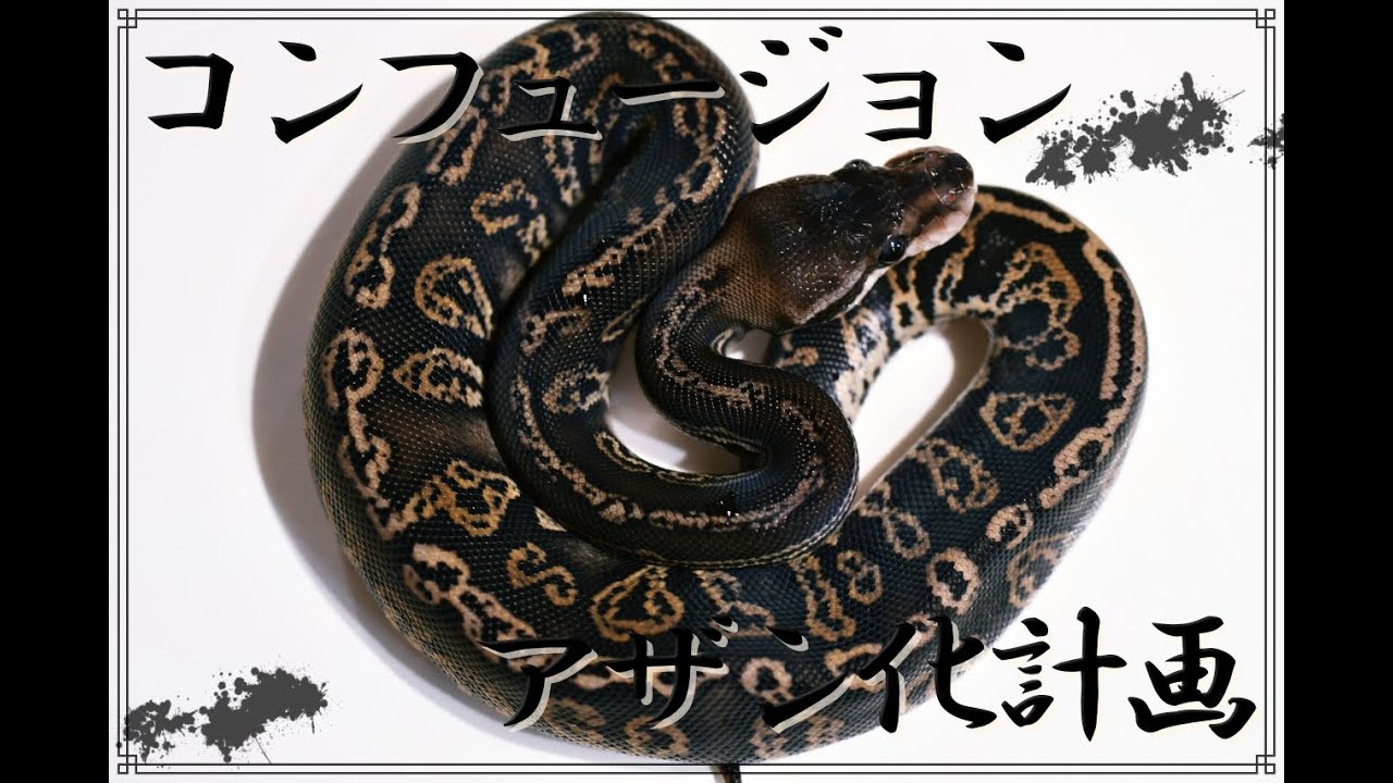 ブラックピューターシンダーコンフュージョンHetVPIアザン紹介【ボール