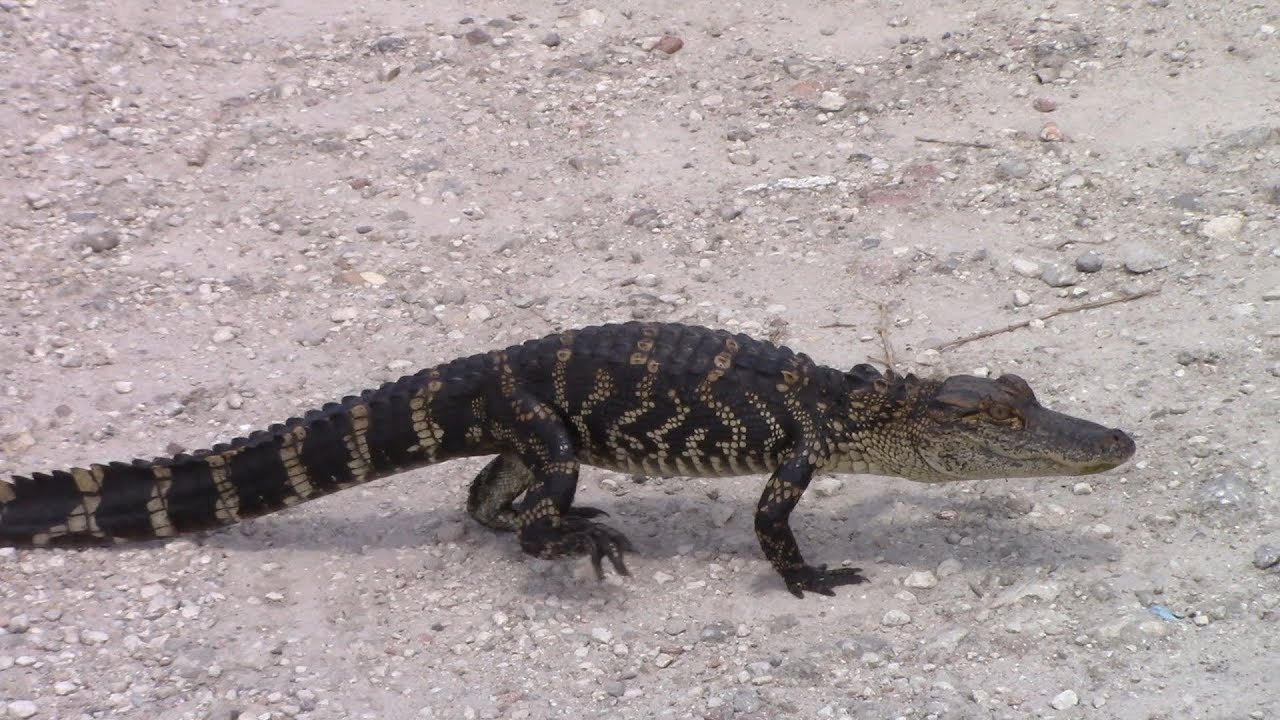 spring court paris Baby Gator Crossing Trail at Circle B Bar Reserve