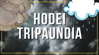 Hodei Tripaundia Euria Egin Nahi Zuen Hodeia