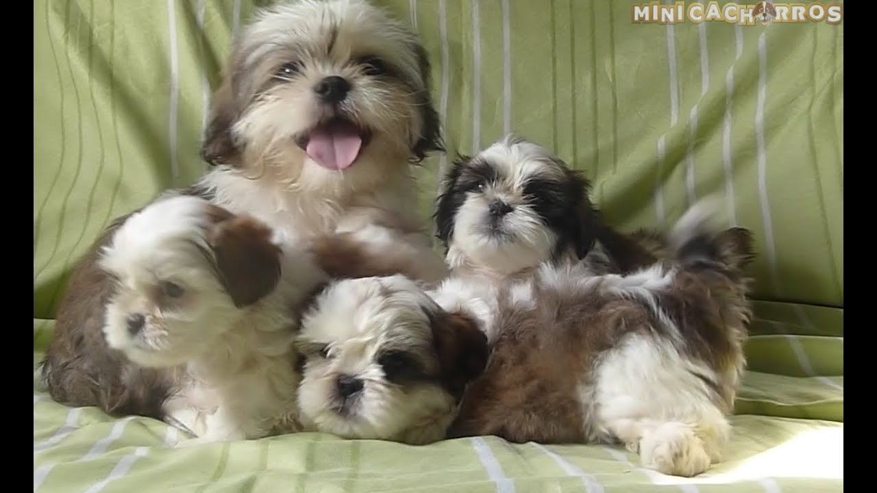 Adorables Mini Cachorros Shih Tzu con su YouTube