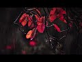 Relaxing Rain Sounds, Fall Asleep Faster, Beat Insomnia, Sleep Music, Relaxation Sounds