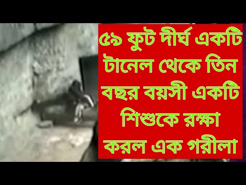 ভিডিও: শিকাগোল্যান্ডের ব্রুকফিল্ড চিড়িয়াখানার জন্য একটি নির্দেশিকা