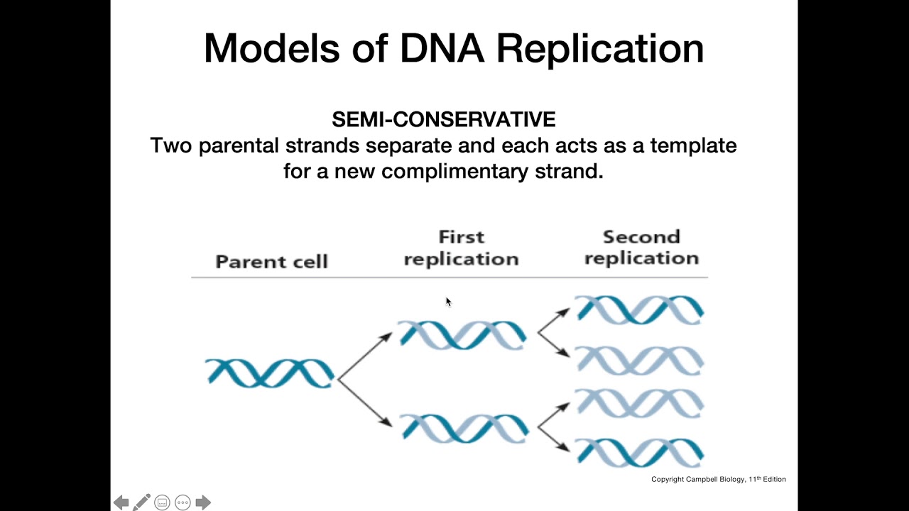 Dna Replication Models Youtube