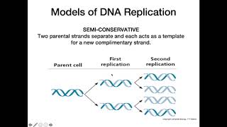 DNA Replication Models