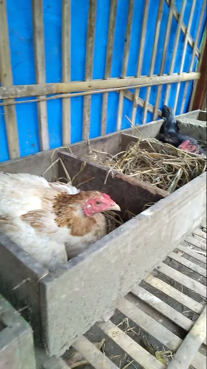 petarangan ayam yang baik || simpel