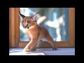 Cutest Baby Caracal Compilation!
