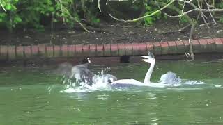 GREY HERON  Attacked  by  COOTS