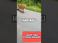 Ngeri!!! dikejar harimau ditengah hutan hampir mati #shorts #harimausumatra #meme