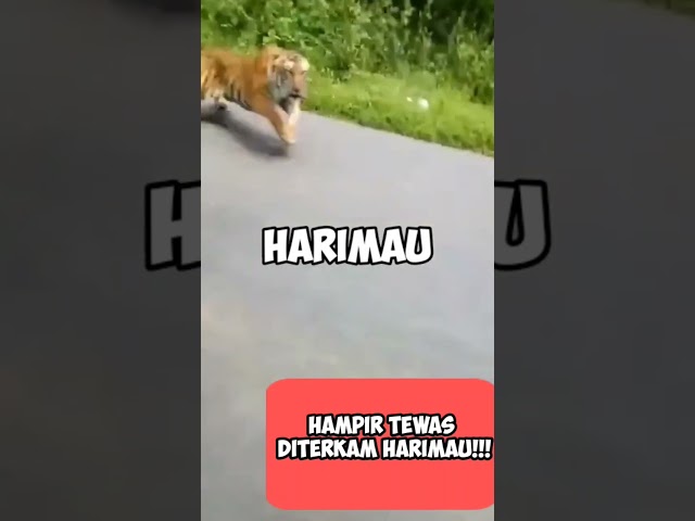 Ngeri!!! dikejar harimau ditengah hutan hampir mati #shorts #harimausumatra #meme class=