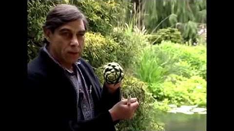 FIBONACCI SEQUENCE IN NATURE (Pine Cones)