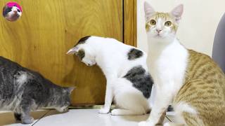 Curious Through the Door… Nene and the Resident Cats Can’t Ignore Each Other