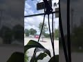 Nepenthes Pitcher Plant Care