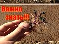 Секрет ускоренного выращивания картофеля / Ведро с куста / Как правильно проращивать картофель