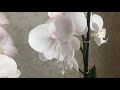 Как долго орхидеи цветут после покупки?