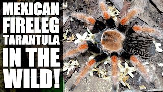 Finding Brachypelma boehmei in Mexico