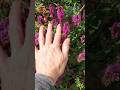 Touch nature and smell flowers to heal your soul ❤️🌺 #nature #flowers #healing