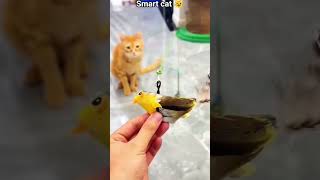 smart cat 😺 #catskills #animals #trolface #edit