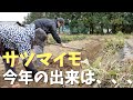 冬が来るからサツマイモの収穫をした　Sweet potato harvest