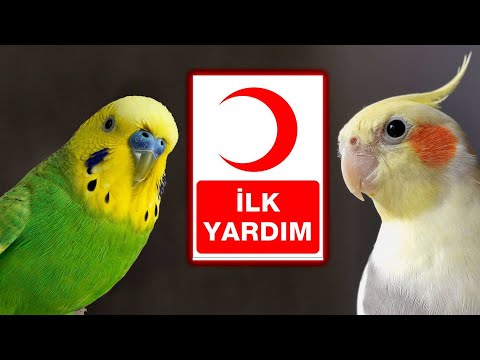 Video: Kurşun Zehirlenmesi: Hala Evcil Hayvanlar İçin Bir Endişe