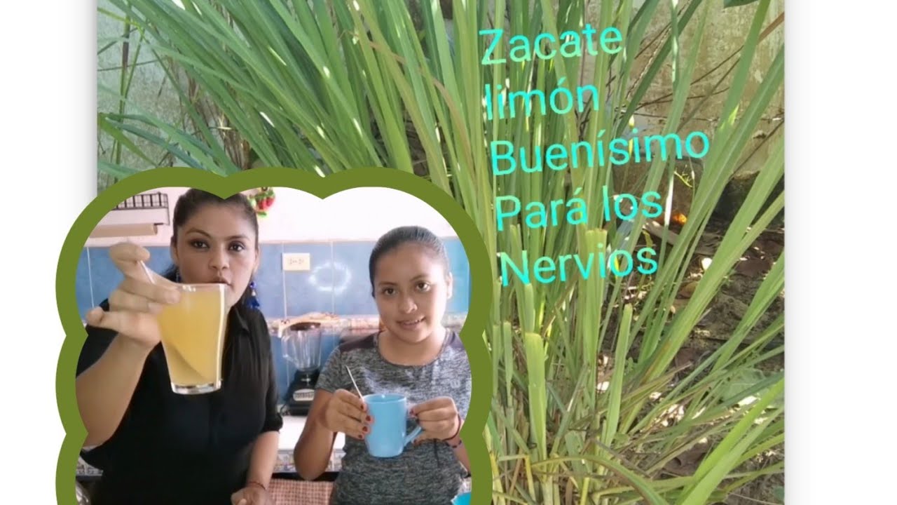 ✴️Té de zacate limón!! Relajación natural!! Buenísimo para los nervios!
