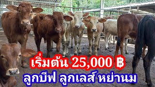 เริ่มต้น25000 บีฟมาสเตอร์ ชาโรเลส์ หย่านม แม่ท้อง แม่ลูก มีให้เลือกเป็น100ตัว#พูดจาภาษาวัว