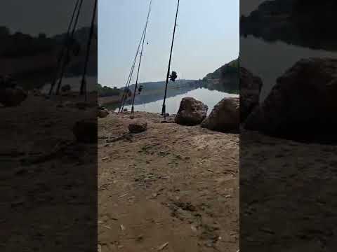 sazan balığının oltaya