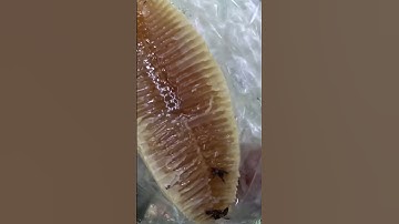 mật ong khoái chất lượng như thế nào|SÁM ONG RỪNG