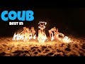 Лучшее в COUB ПРИКОЛЫ | BEST COUB 2018