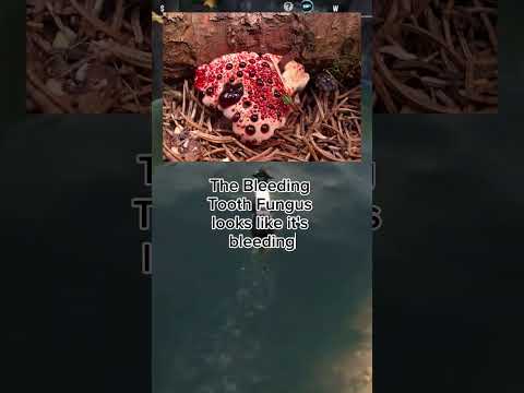 Video: Փաստեր Hydnora Africana-ի մասին. Իմացեք Hydnora Africana բույսի մասին