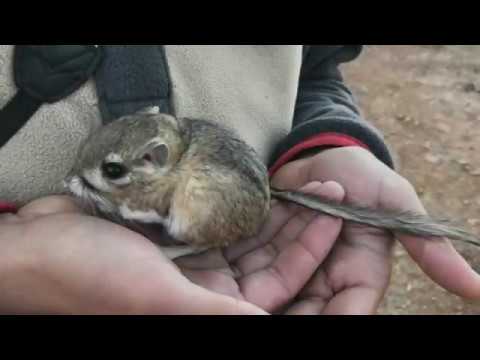 San Quintin Kangaroo Rat Rediscovered In Baja California Youtube