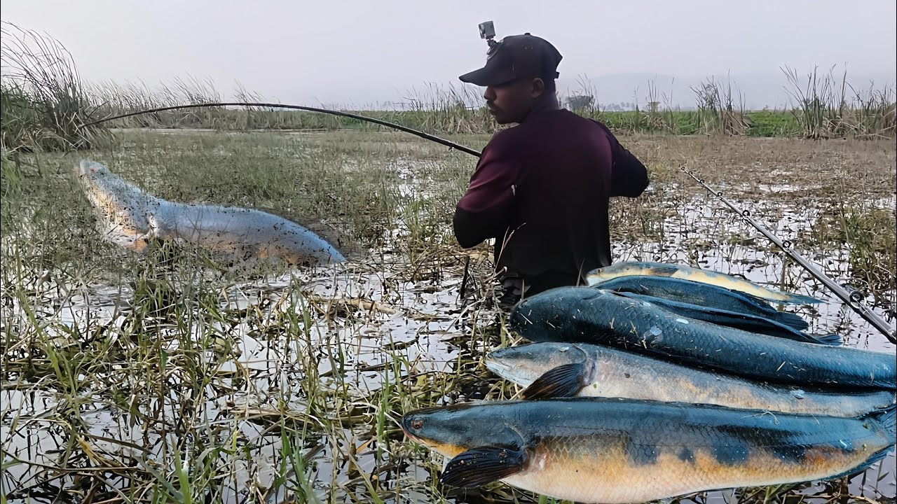 Mega Size #Snakehead attack. Best technique to catch snake head # ...