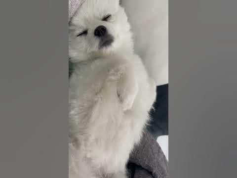 무슨 꿈 꿔 ? - Youtube