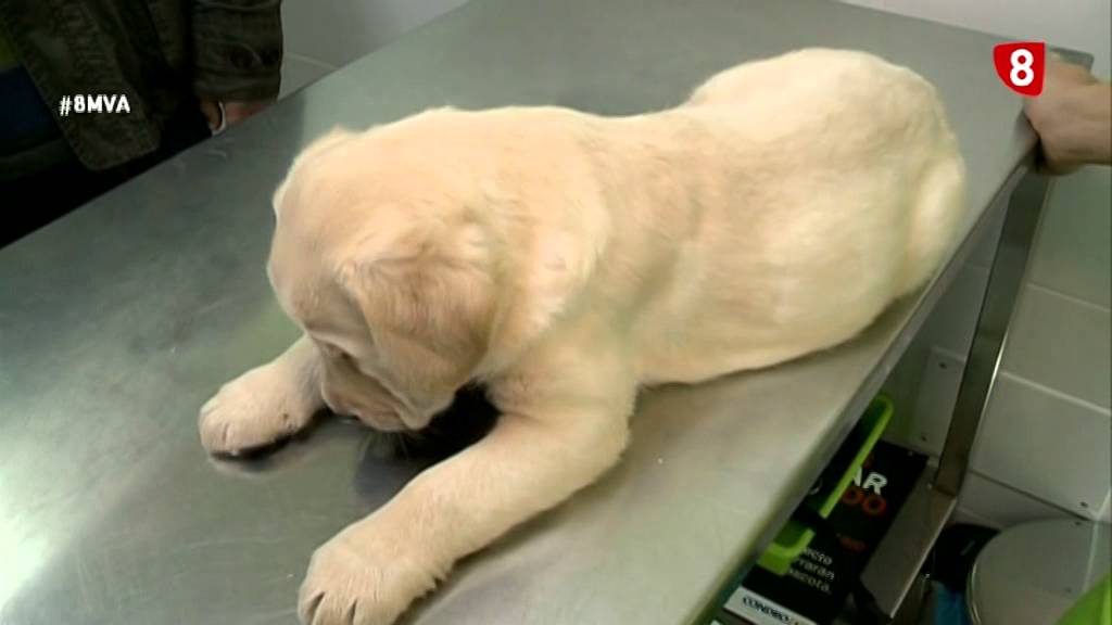 Infeccion gastrointestinal en perros