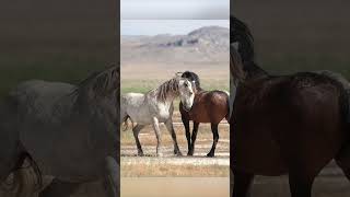 It Takes Cojones to be a Stallion