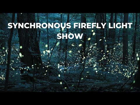 Vídeo: Espectáculo Síncrono do Vaga-lume das Great Smoky Mountains