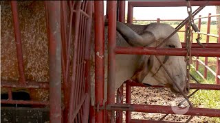 Aspiracion folicular y seleccion de ovulos