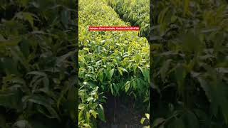 #deodar #plants #farming #agriculture #roadplants #debdaruplants #business