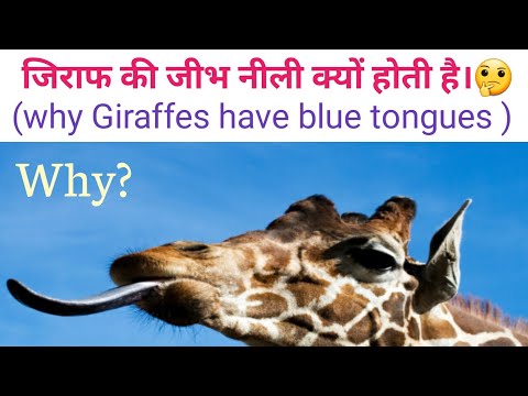 वीडियो: जिराफ की जीभ नीली क्यों होती है?