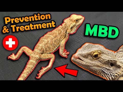 Video: Metabolické kostní onemocnění u Bearded Dragons