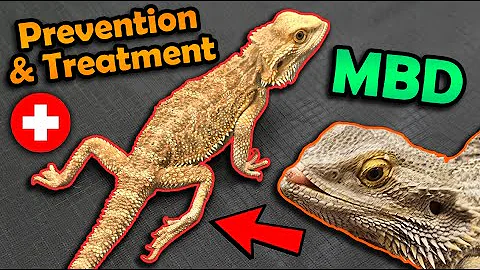 Metabolic Bone Disease in Bearded Dragons