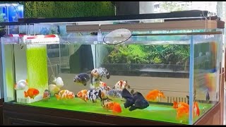 Aquarium video goldfish betta fish and koi fish in planted tank'#291