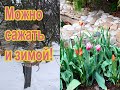 Тюльпаны зимой. Можно ли?